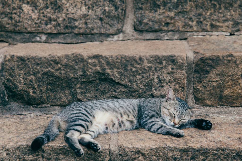 Great cats of the world: Fur friends we’ve met on the road